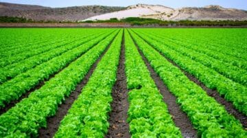 Mycie warzyw i owoców