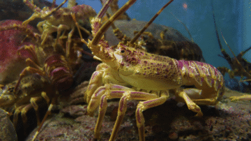 Ochrona skorupiaków