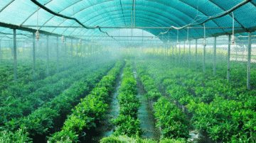 Nawadnianie szklarni