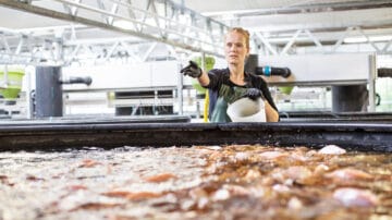 Zakłady przetwórstwa ryb